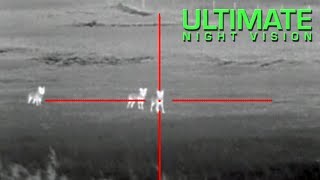 Смотреть онлайн Как выглядит охота на койотов с тепловизором ночью