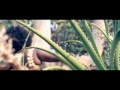 Scarlett Nikakuona Official Music Video