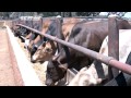 Zimbabwe Invests Millions To Increase Beef Production