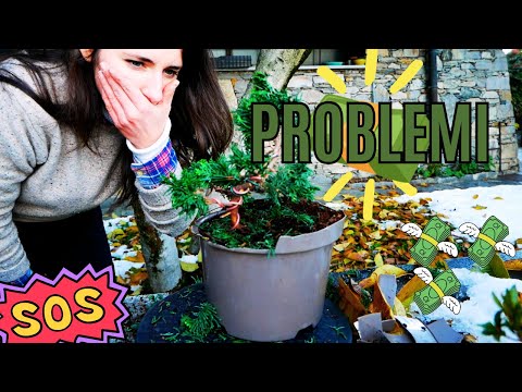 How to CREATE a BONSAI from Garden Center Stock