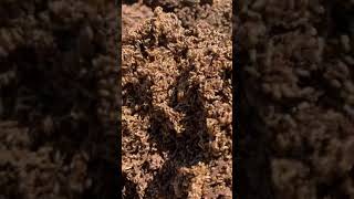 preview picture of video 'Inside an active termites nest Mudgee NSW.'