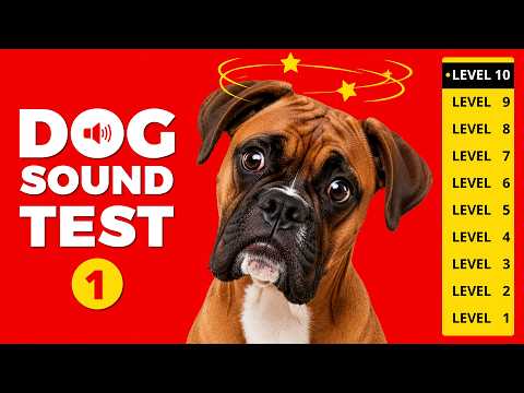 DOG SOUND TEST 1 🐶 10 Levels - What Level Did Your Dog Reach?