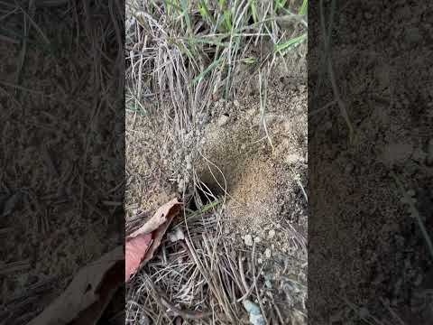 I Gave a Cicada Killer a Dead Cicada that I Found and They Pulled it into their Lair