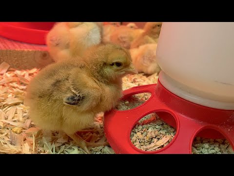 Raising Baby Chicks (Step by Step)