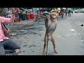 बंदर का खेल.Funny Monkey Drama Video.Madari aur Bandar ka khel.Bandar ka Tamasha बंदर का खेल.Funny Monkey Drama Video.Madari aur Bandar ka khel.Bandar ka Tamasha