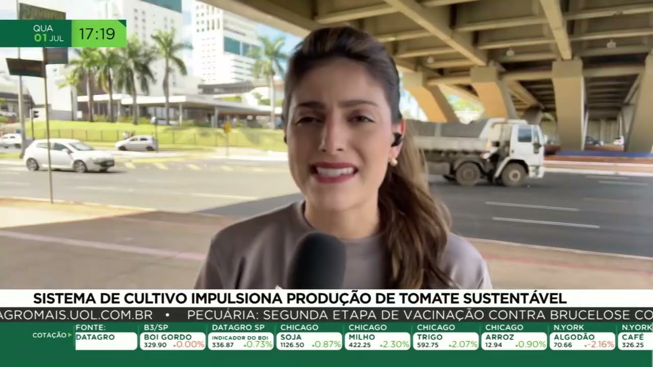 Sistema de cultivo impulsiona produção de tomate sustentável