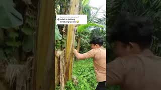 Download lagu Miss the banana tree bang😿 mp3