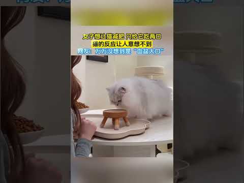 女子想让猫减肥_只给它吃两口猫的反应让人意想不到网友万万没想到是血盆大口