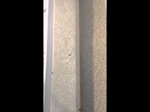 Lady Bugs Try to Break & Enter Home in Jackson, NJ.
