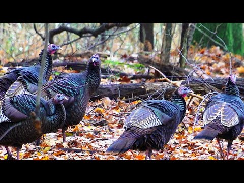 image-How old does a wild turkey lived to be?