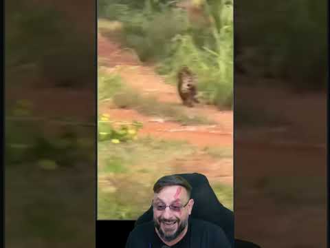 Onça-pintada focada na capivara no Pantanal #biologohenrique #animais #bichoesperto #biologo