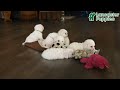 Bichon Frise dogs for sale: Diamond - Video 1