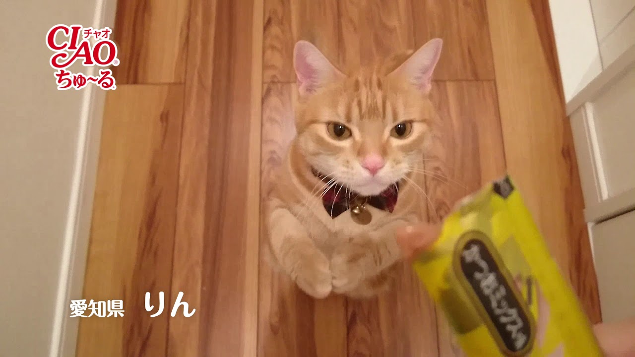 2017年冬募集ちゅ～るＣＭ『おねだり篇』（いなば食品グループ）