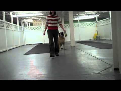 Nasir (from "The Dog Whisperer") doing silly commands