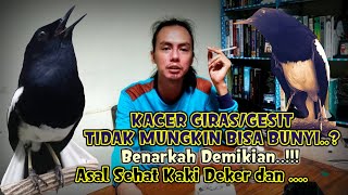 Download lagu TIPS MEMAHAMI BURUNG KACER GIRAS TAPI KAKI DEKER AGAR GACOR BUKA EKOR | QINARA BANYUWANGI mp3