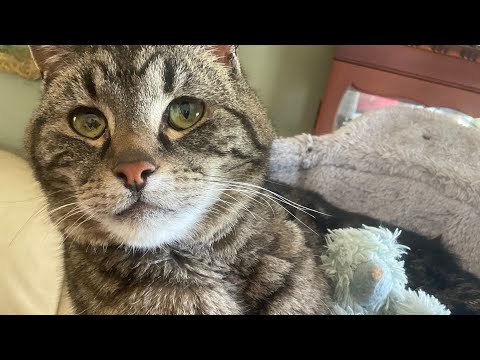 Max in his cup of cat!