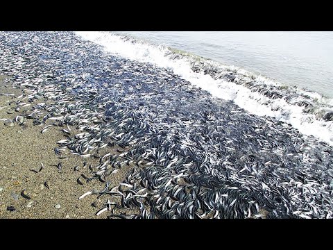 इन प्राकृतिक घटना को देखकर वैज्ञानिक भी हैरान है | 05 Unusual and Strange Animal Behavior