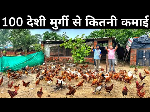 100 Desi Murgi Ka Farm | Desi Murgi Farm | Free Range Desi Murgi Palan
