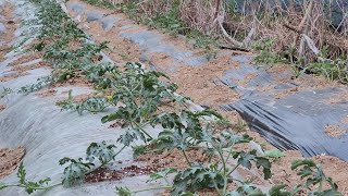 수박 정말 쉽게 가꾸는 방법!!   심기만 하고 신경쓰지 않아도 엄청 많이 달립니다.
