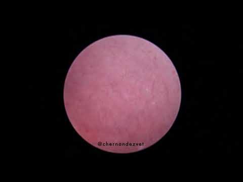Dog Uvula