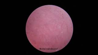 Bilateral ectopic ureteres in a female dog