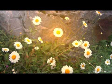30 Minutes of Melancholic Healing Cello Piano Harp Music (Instrumental Music)