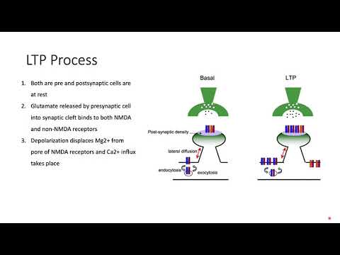 Long Term Potentiation (LTP)- Memory, How we Learn.... Explained! NMDA/AMPA Mechanism