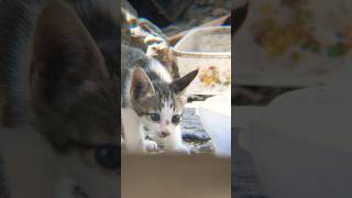 Download lagu Psst, I'm no snitch, but I’m here for the leftovers.'#cats #cat #kitten mp3 Download lagu Psst, I'm no snitch, but I’m here for the leftovers.'#cats #cat #kitten mp3