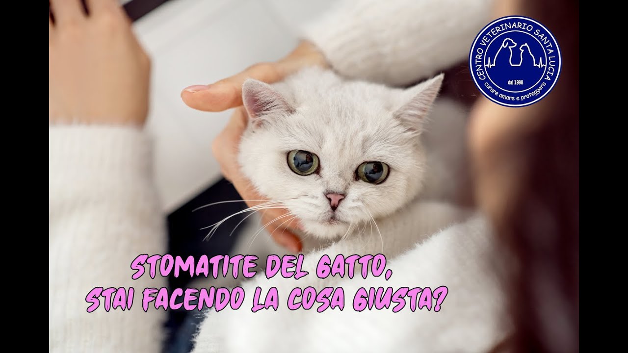 Watch Now 102 - Stomatite del gatto, stai facendo la cosa giusta 102 - Stomatite del gatto, stai facendo la cosa giusta