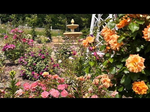 Rózsákról mindent( fajták, típusok, nyári metszés)