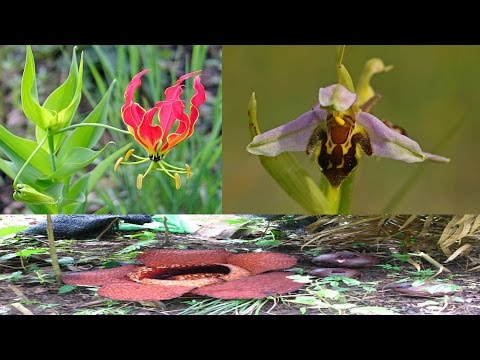 TOP 10 Most Unusual Flowers In The World|TOP 10 Most Unusual Flowers In The World2017