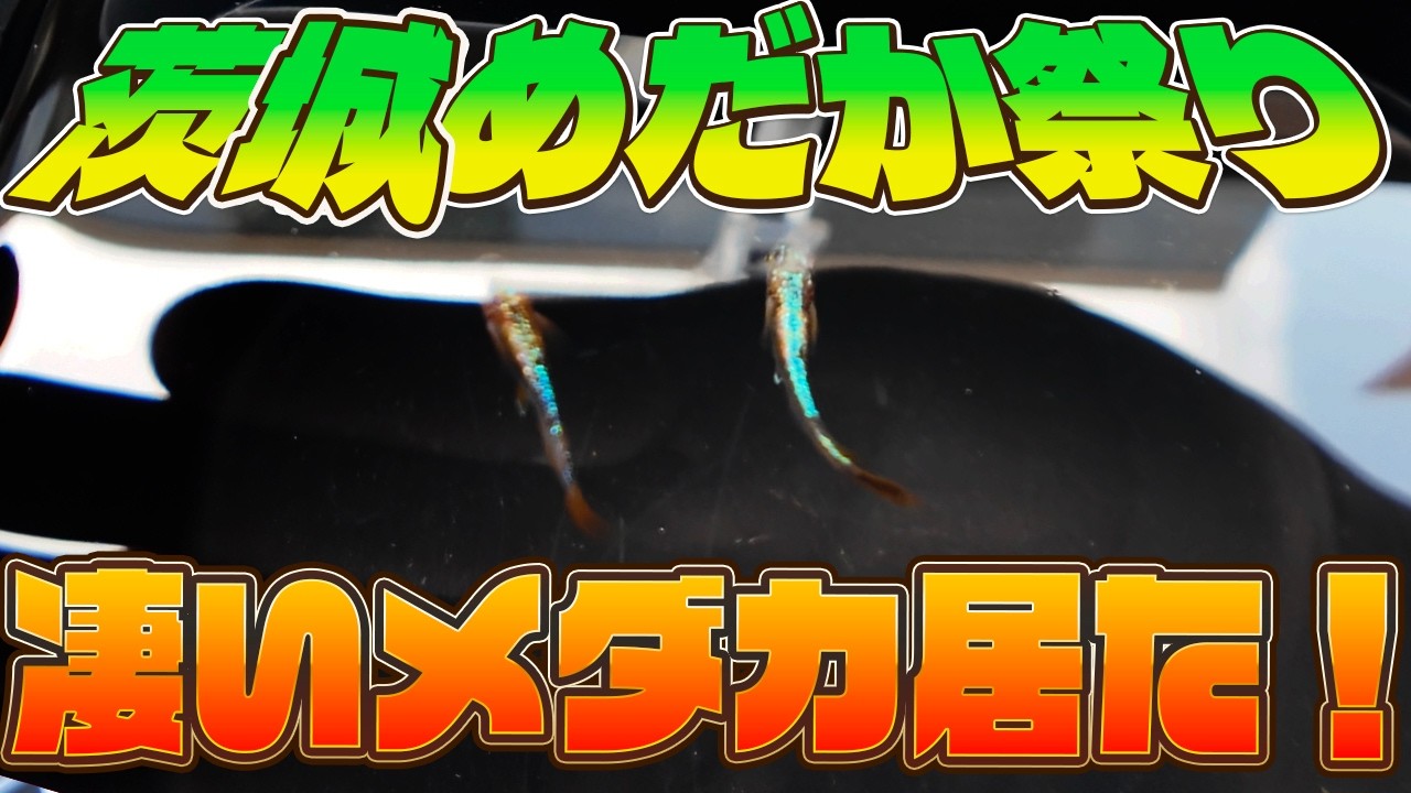 茨城メダカ祭りで奇跡みたいなメダカが居た！！！