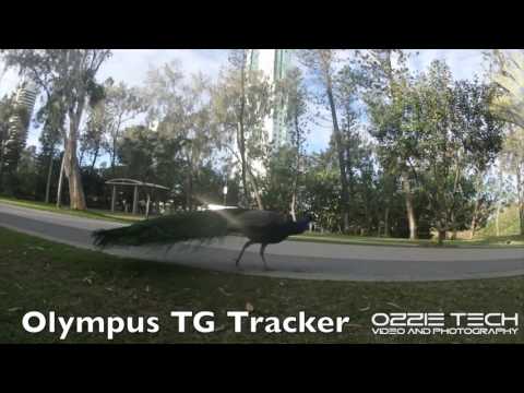 Sony X1000V vs Gopro Hero 4 Black vs Olympus TG Tracker Stability Comparison