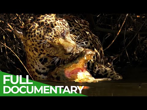 Wildlife Encounters