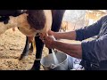 Live Cow Milking Top Milking Speed By Hand Milk Cow Milking Dairyvloge8514