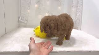 トイプードルの動画01