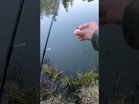 Easiest method for trout 🤑 #fishing #shorts #trout