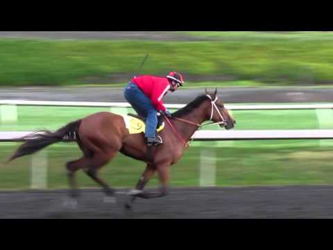 Polar River, Frank Conversation Headline 2016 UAE Derby