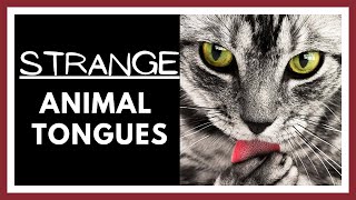 These Animal Tongues are Just Strange