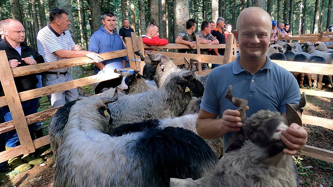 Zašto raste broj krava a opada broj ovaca u kantonu Središnja Bosna?