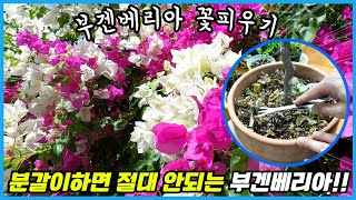 부겐베리아 꽃 피우려면 분갈이 대신 이것을 해야해요!! 우리나라에선 꽃피우기 어려운 부겐베리아 ㅠㅠ