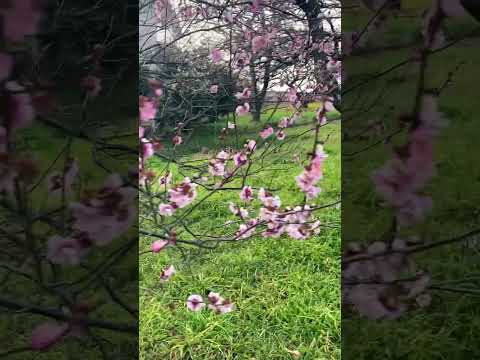 牡丹に最適な肥料は何ですか?この春、美しい花を咲かせるための実践ガイド!  庭園