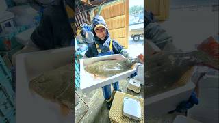 座布団ヒラメ６キロflounder #shorts #fisherman #fisherwoman