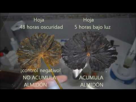 Experimentos en 3 minutos: "Fotosíntesis: detectando almidón".
