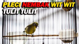 Download lagu PLECI NEMBAK WIT WIT TULIT TULIT mp3