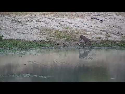 Djuma: Duiker drinks at the dam - 05:49 - 03/09/2022
