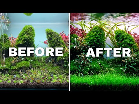 HOW TO TRIM AQUARIUM PLANTS LIKE A PRO!