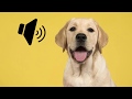 Labrador Dog Barking Sound The SOund ButtOn
