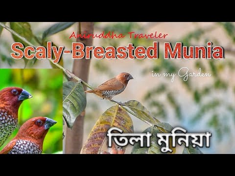 Scaly Breasted Munia in my garden | তিলা মুনিয়া