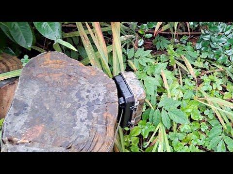 Victure  HC100 Mini Wildlife Camera test 20200823 to 20200828